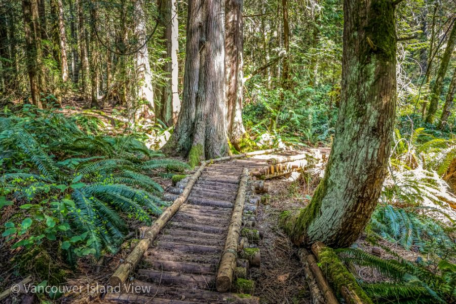 A forest scene in Linley Valley - A Top 10 Nanaimo Walks. Vancouver Island View