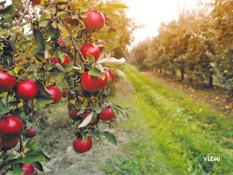 apple orchard