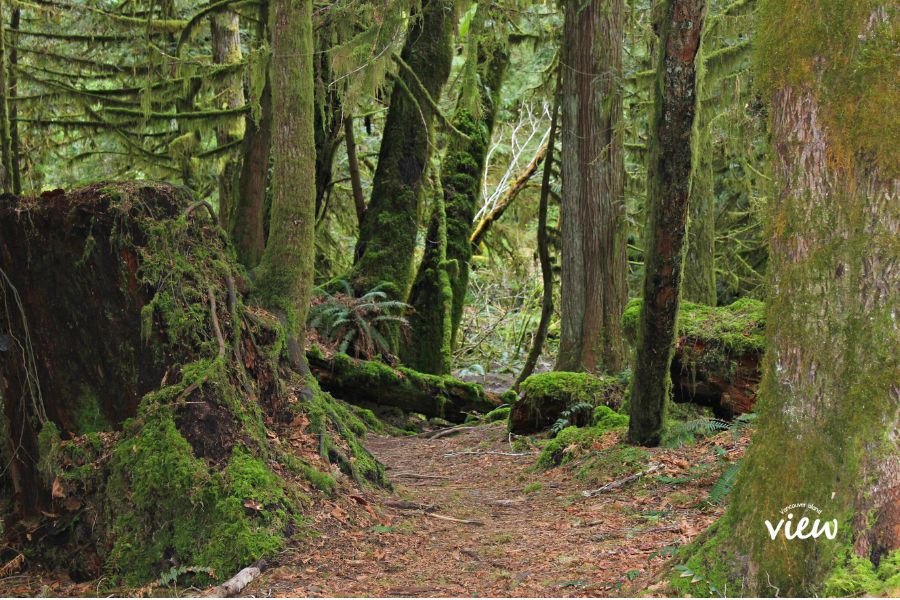 A beautiful trail through a mossy tree-lined forest on Vancouver Island. This trail is found at Rosewall Creek Provincial Park. Vancouver Island View