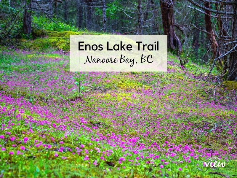 Enos Lake is a lovely system of trails in Nanoose Bay. Vancouver Island.