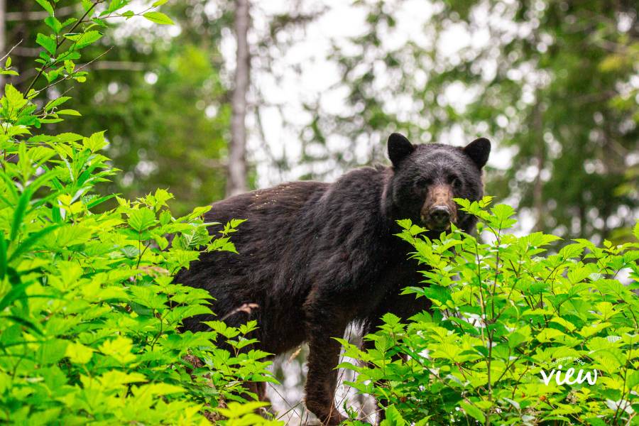 A black bear at Cape Scott Provincial Park on Vancouver Island. Vancouver Island View
