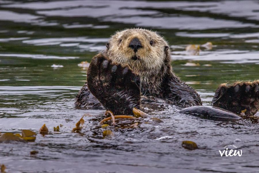 Sea otter at Winter Harbour on Vancouver Island. Vancouver Island View