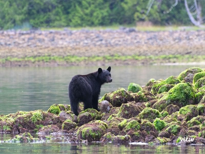 Black bear in Tofino. Vancouver Island View