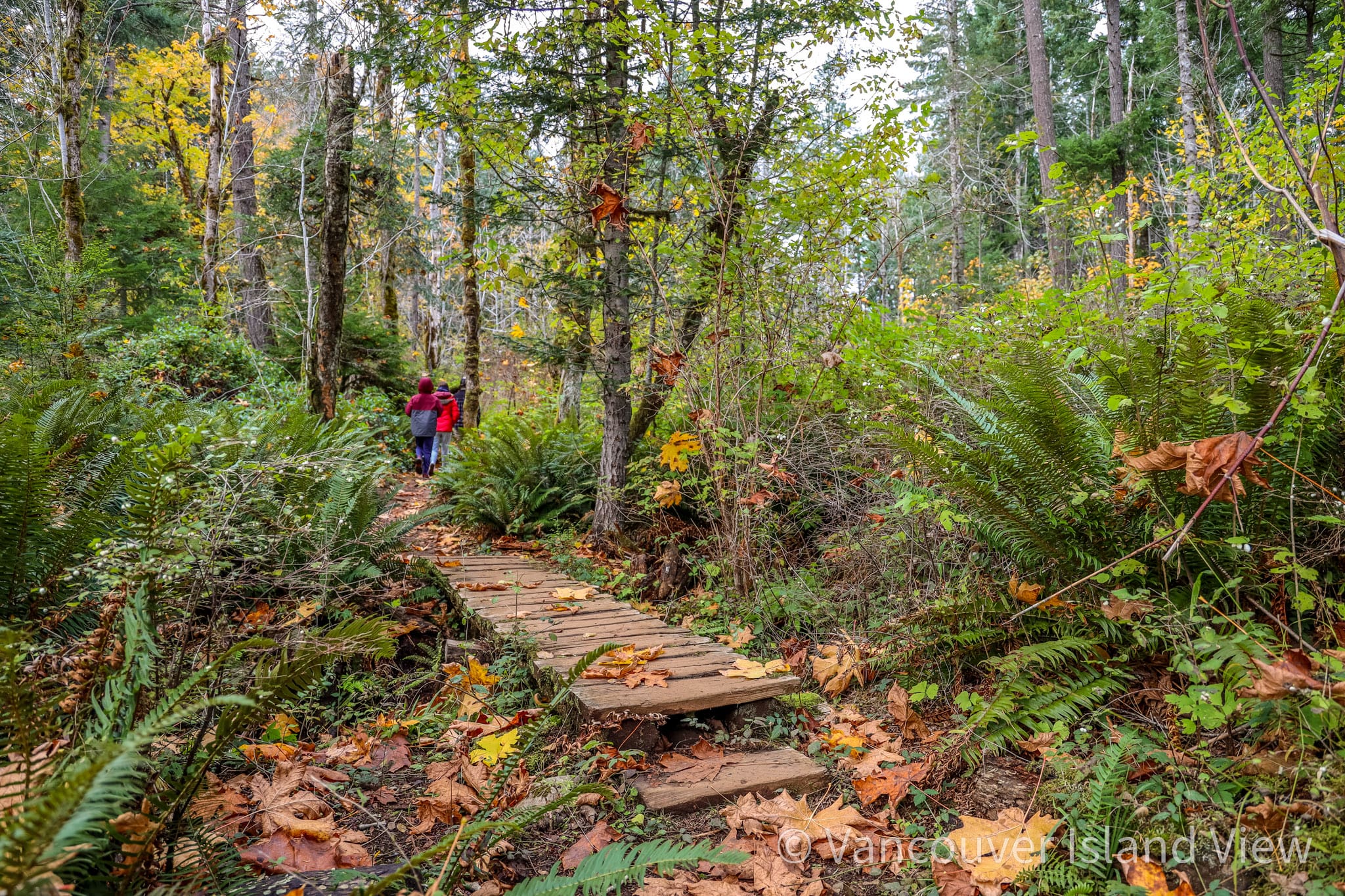 A beautiful trail system in Port Alberni perfect for a Fall walk. Vancouver Island View
