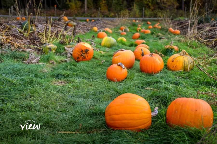 Vancouver Island Pumpkin Patches. This photo was taken at Silver Meadow Farm near Parksville. Vancouver Island View