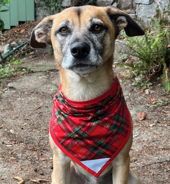 Cute Christmas bandana by Dog Bandanas by Michiyo. Made in BC Gift Guide by Vancouver Island View