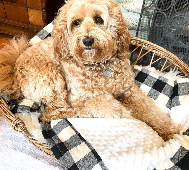 Dog blanket personalized with name by Bonar and Clark. Made in BC Gift Guide by Vancouver Island View