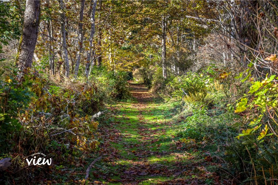 Parksville Wetlands is a must see when exploring Parksville's best parks and trails. Vancouver Island View