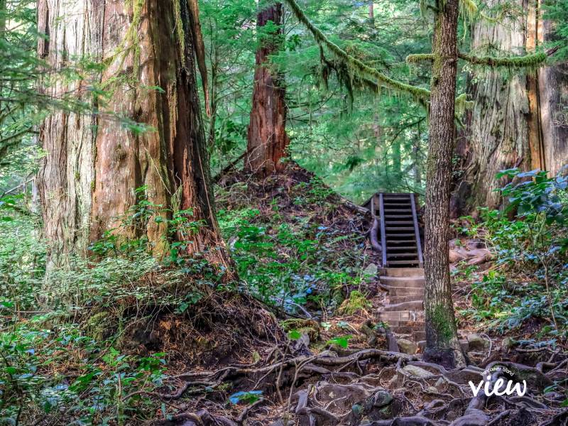 The beautiful old-growth forest of Avatar Grove Vancouver Island. Vancouver Island View