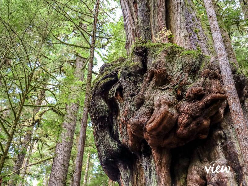 Avatar Grove is where you can find one of Port Renfrew's biggest trees. Vancouver Island View