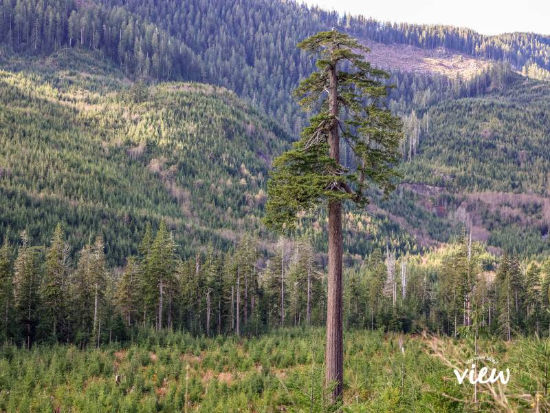 Big Lonely Doug is among the biggest trees on Vancouver Island. Vancouver Island View