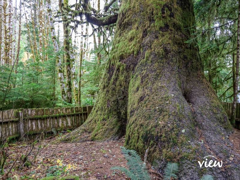 Harris Creek Spruce tree near Port Renfrew. Vancouver Island View