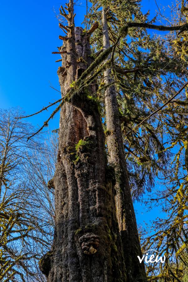 The San Juan Sitka Spruce is among Port Renfrew's biggest trees. Vancouver Island View