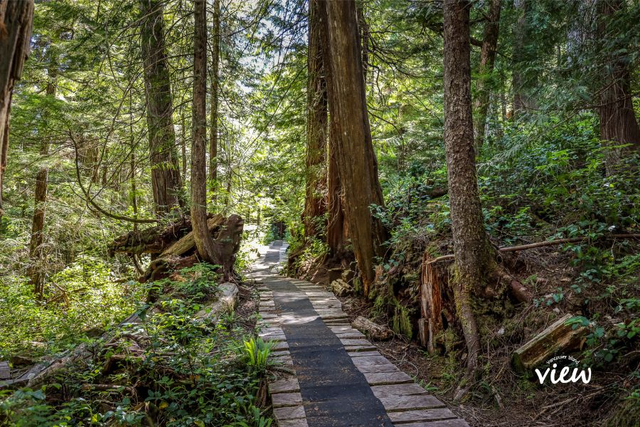 Boardwalk trail in Port Hardy. Vancouver Island View