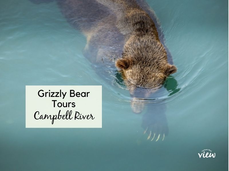 Campbell River Grizzly Bear Tours. Vancouver Island View