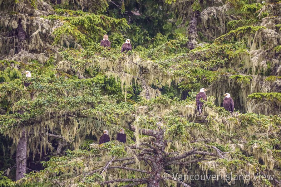7 Eagles sitting in a tree at God's Pocket PMP. Vancouver Island View