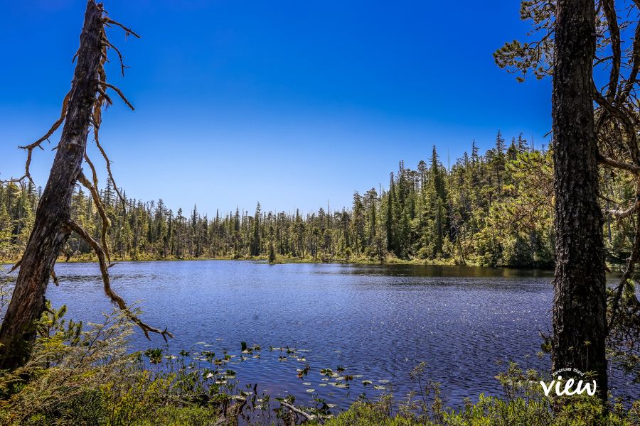 The lake found on Fort Rupert Trail in Port Hardy. A Boardwalk trail in Port Hardy. vancouver island view