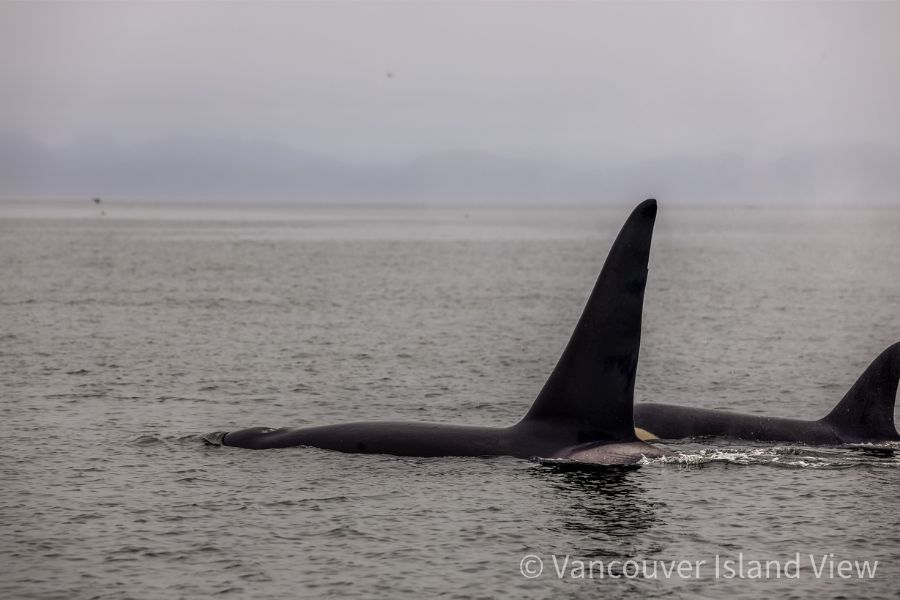 Two Orca, a female and her young, swimming by our boat at God's Pocket PMP. Vancouver Island View