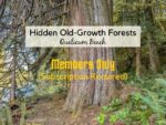 Explore these two hidden old-growth forests in Qualicum Beach. Vancouver Island View