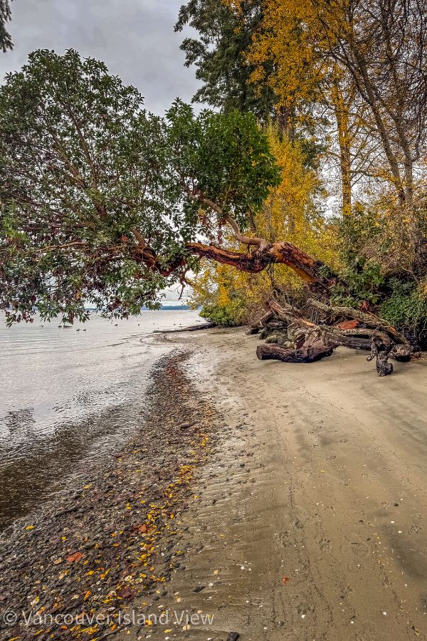 Arbutus tree hanging over the shoreline. A beautiful shoreline scene in Crofton on Vancouver Island. Vancouver Island View
