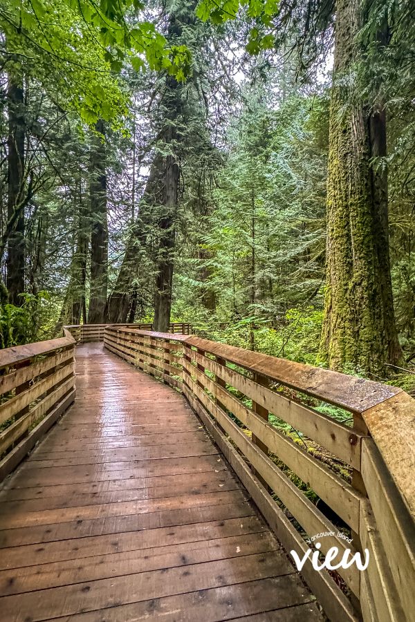 A wet boardwalk at Cathedral Grove on Vancouver Island on a rainy day. Vancouver Island Weather. Vancouver Island View.