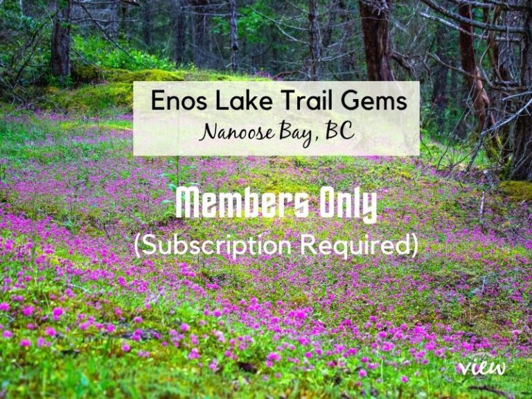 Vibrant flowers in a forest setting. This beautiful meadow is found along the Enos Lake Trail in Nanoose Bay. Vancouver Island View