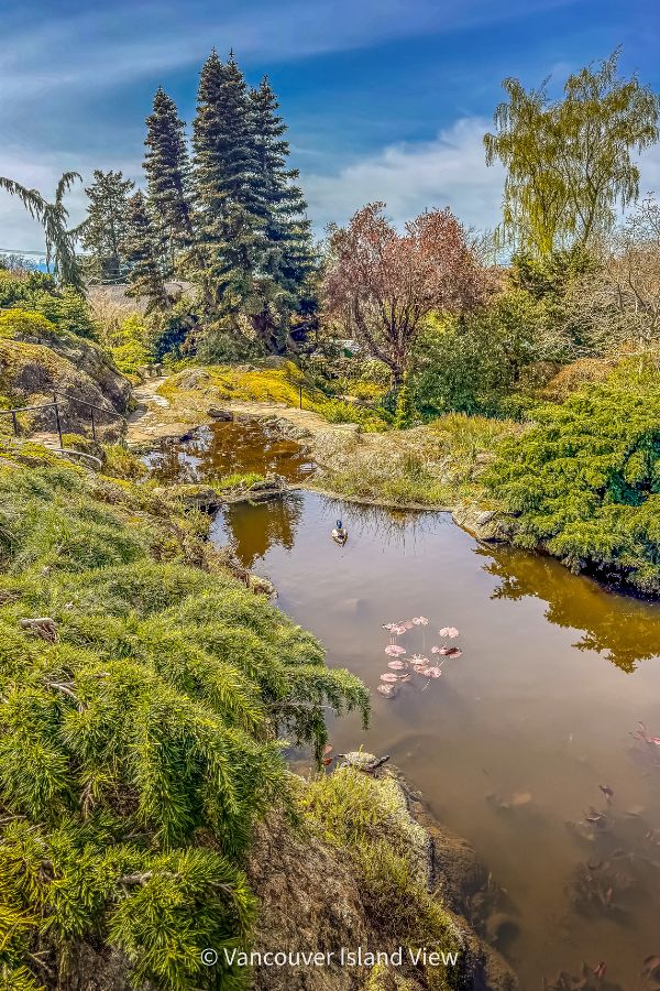 A small pond surrounded by ornamental trees and shrubs. This is the Abkhazi Garden in Victoria, BC. Part of the eight best gardens of Victoria. Vancouver Island View