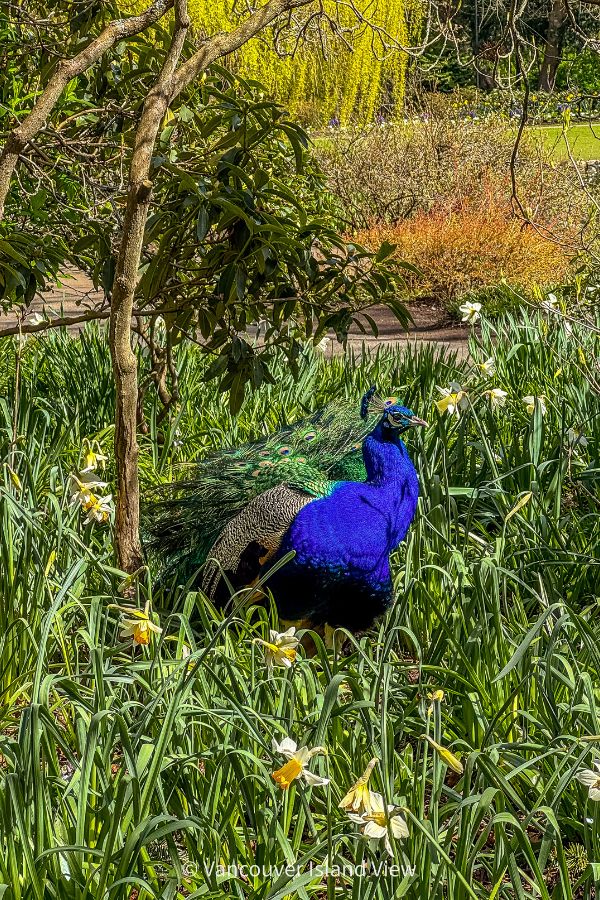 Male peacock resting in tall grass and daffodils at Beacon Hill Park. This is one of Victoria's best gardens. Vancouver Island View
