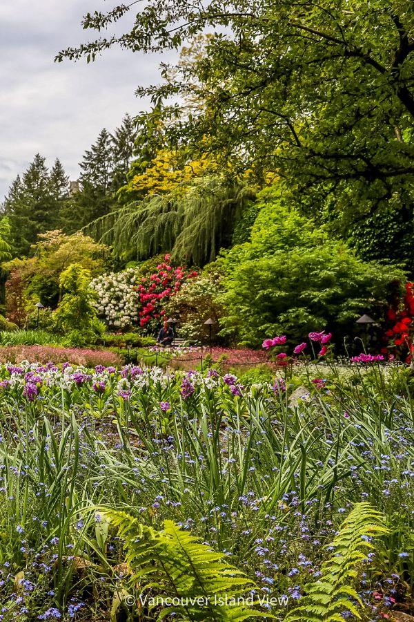 Spring flowers with ornamental trees and shrubs in the background at the Butchart Gardens - one of Victoria's best gardens. Vancouver Island View