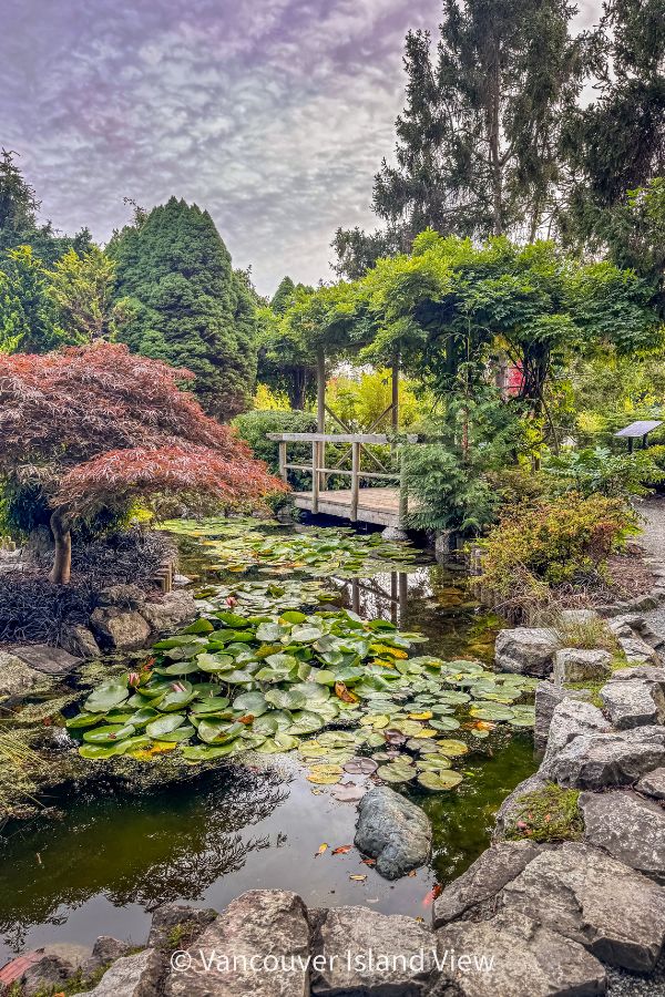 The Japanese Garden at Esquimalt Gorge Park featuring a wooden bridge, Japanese maples, and a tranquil waterway dotted with lily pads. This is one of Victoria's best gardens. Vancouver Island View.