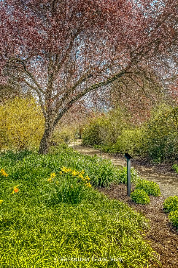 A weeping cherry tree in full bloom over a manicured garden of daffodils at Finnerty Gardens in Victoria. One of the best gardens in Victoria BC. Vancouver Island View