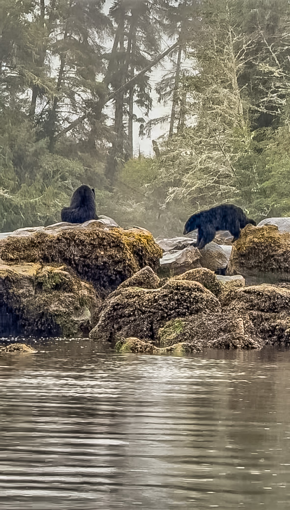 Two black bears forage and sit on large boulders covered in barnacles and kelp from the ocean.