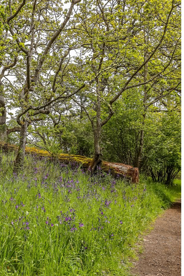 A woodchipped trail with long grass and purple wildflowers along the edge, and Gary Oak trees. This is the Gary Oak meadow at the Government House in Victoria, and one of the best gardens found in the area. Vancouver Island View