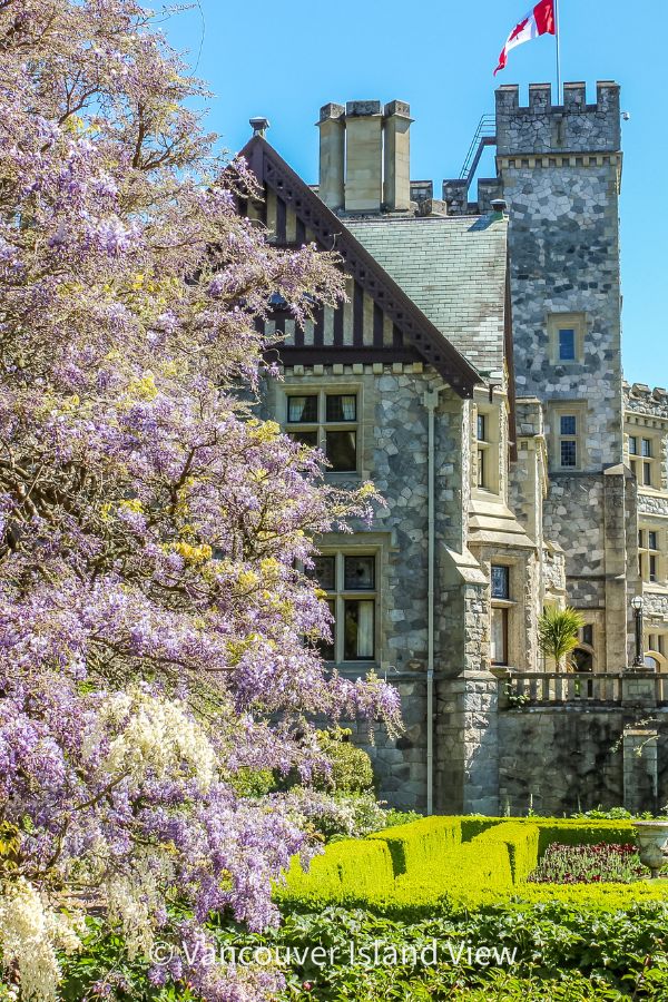 Purple wisteria and cherry blossom trees beside a castle with a Canadian flag. This is Hatley Park, one of the best gardens in Victoria, BC. Vancouver Island VIew