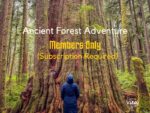 An ancient forest adventure in Port Renfrew and part of the Hidden Gems of Vancouver Island database on Vancouver Island View.