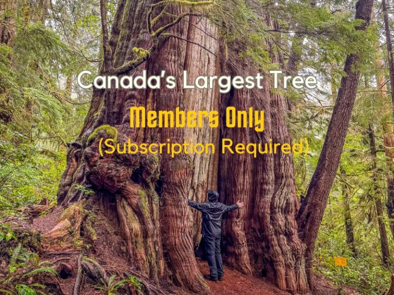 Finding Canada’s Largest Tree